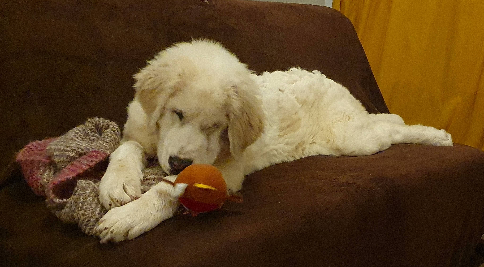 Shannah participe au concours pour gagner de l'argent avec cette photo : canidae, carnivore, comfort, companion_dog, dog, dog_breed, dog_supply, dog_toy, flooring, fur, giant_dog_breed, gun_dog, livestock_guardian_dog, paw, snout, sporting_group, tail, terrestrial_animal, working_animal, working_dog