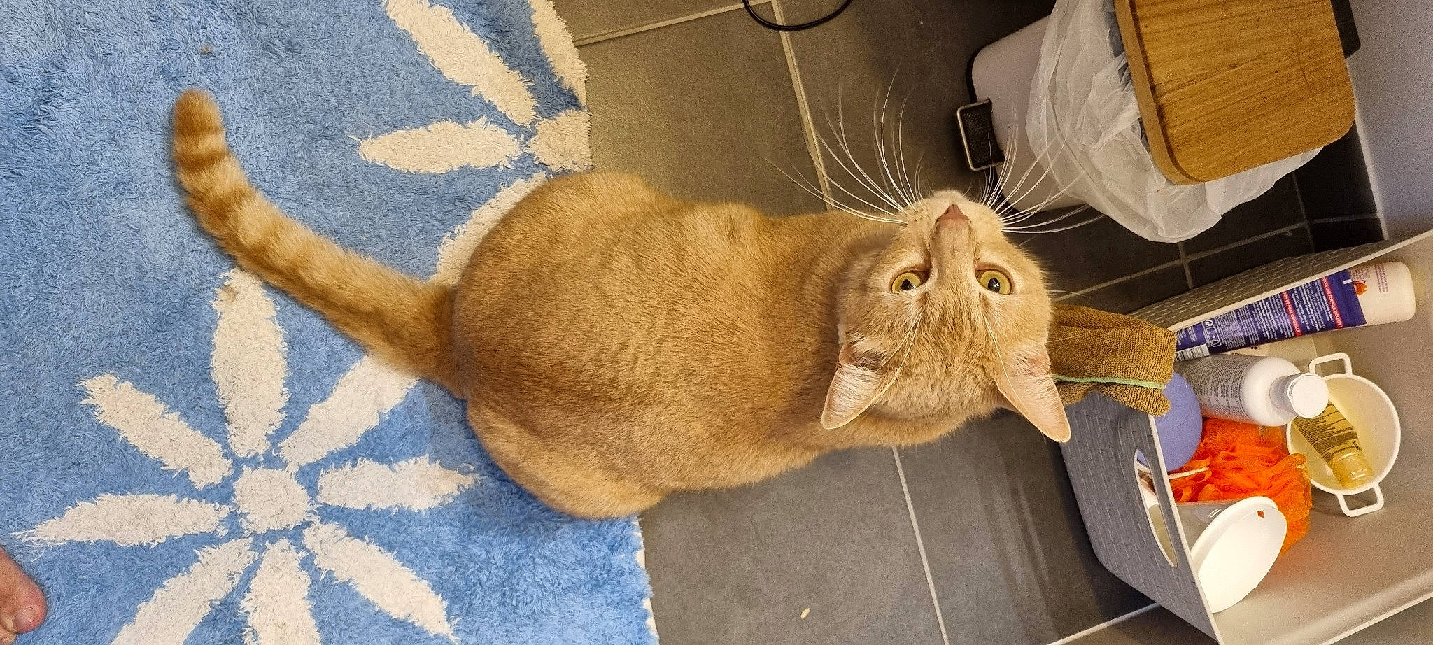 Kirua participe au concours pour gagner de l'argent avec cette photo : carnivore, cat, claw, comfort, domestic_short_haired_cat, fawn, felidae, fur, hat, linens, nap, paw, sleep, small_to_medium_sized_cats, snout, tail, terrestrial_animal, whiskers, wood