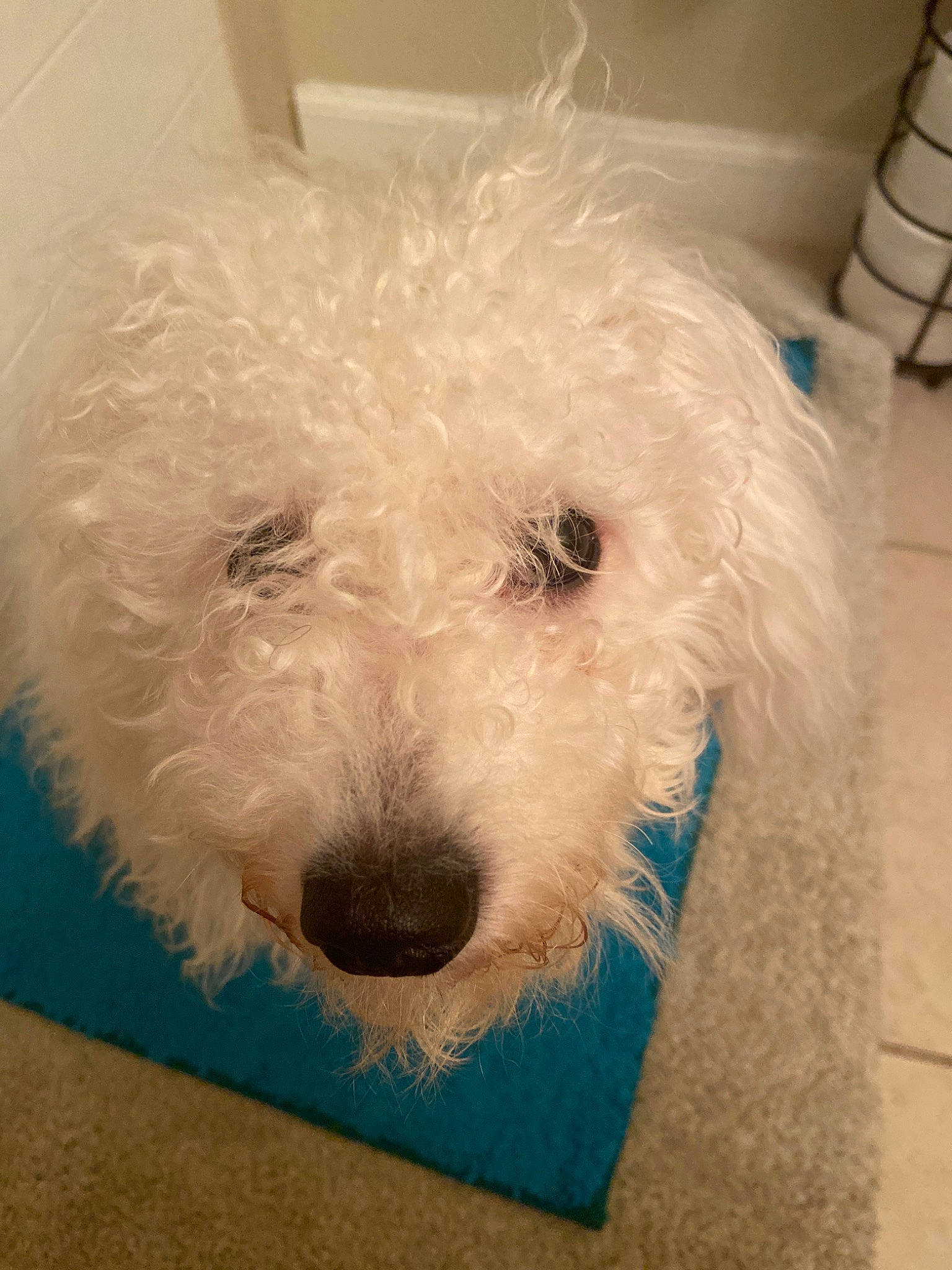 Mia is registered to the contest to win money with this photo: bichon, bichon_frise, canidae, carnivore, companion_dog, dog, dog_breed, goldendoodle, maltepoo, mammal, miniature_poodle, non_sporting_group, poodle, poodle_crossbreed, puppy, rare_breed_dog, terrier, toy_dog, toy_poodle, vertebrate