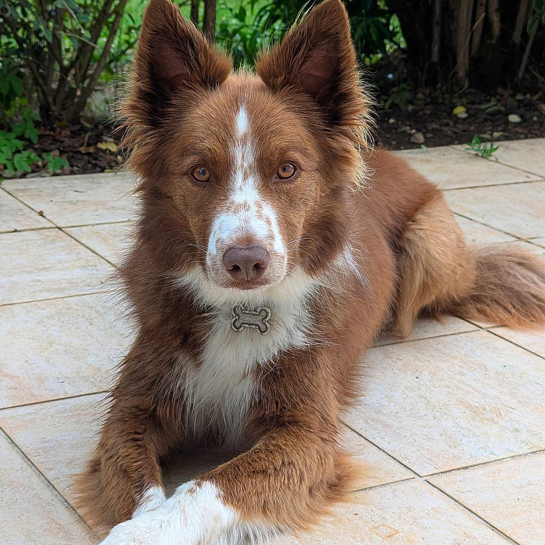 Spyke a rejoint le concours — aidez-le/la à gagner de superbes lots ! animal, brown, bushes, canine, collar, crossed_paws, dog, ears_up, fur, greenery, laying_down, looking_at_camera, outdoor, patio, paws, pet, portrait, relaxed, tile_floor, white