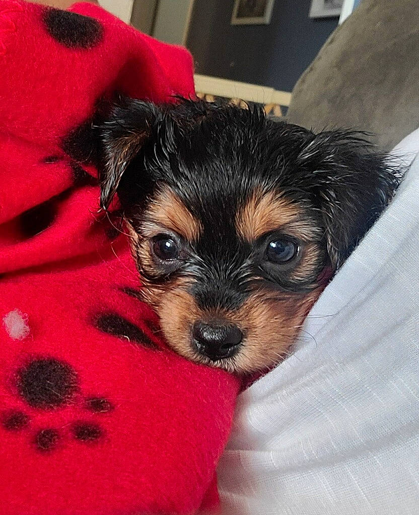 Mina joined the competition — help win amazing prizes! bed, canidae, carnivore, chihuahua, comfort, companion_dog, dog, dog_breed, dog_supply, fawn, fur, paw, puppy_love, small_terrier, snout, sporting_group, terrier, toy_dog, whiskers, working_animal