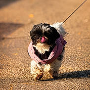 Vesper participe au concours pour gagner de l'argent avec cette photo : dog, small_dog, walking, leash, pink_jacket, outdoor, sunlight, pavement, tongue_out, cute, fluffy, pet, animal, black_and_white, fur, canine, adorable, walking_dog, daytime, playful