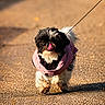 adorable, animal, black_and_white, canine, cute, daytime, dog, fluffy, fur, leash, outdoor, pavement, pet, pink_jacket, playful, small_dog, sunlight, tongue_out, walking, walking_dog