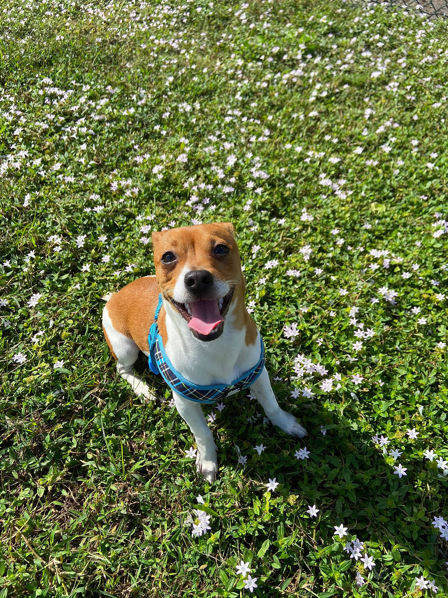 Apollo is registered to the contest to win money with this photo: american_staffordshire_terrier, canidae, carnivore, companion_dog, danish_swedish_farmdog, dog, dog_breed, fawn, feist, flower, grass, mammal, plant, puppy, russell_terrier, sporting_group