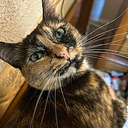 Chloe joined the competition — help win amazing prizes! cat, tortoiseshell, close_up, green_eyes, whiskers, pet, feline, curious, indoor, animal, fur, portrait, domestic_cat, mammal, cute, looking, face, head, soft_light, background_blur