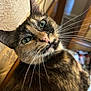 cat, tortoiseshell, close_up, green_eyes, whiskers, pet, feline, curious, indoor, animal, fur, portrait, domestic_cat, mammal, cute, looking, face, head, soft_light, background_blur