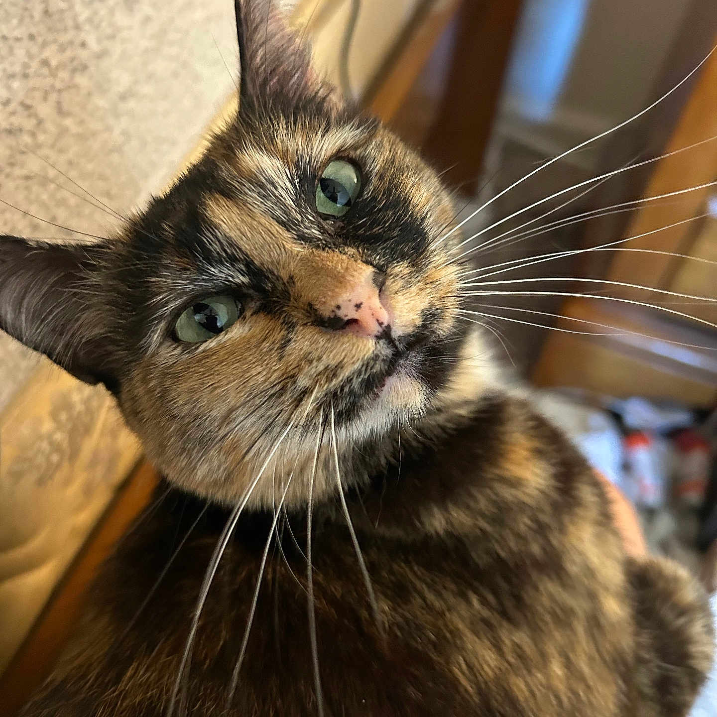 Chloe joined the competition — help win amazing prizes! animal, background_blur, cat, close_up, curious, cute, domestic_cat, face, feline, fur, green_eyes, head, indoor, looking, mammal, pet, portrait, soft_light, tortoiseshell, whiskers