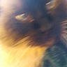 Hobbes joined the competition — help win amazing prizes! cat, blurry, close_up, fluffy, dark_fur, light_fur, pet, animal, indoor, feline, face, whiskers, fur, cute, domestic_animal, portrait, soft, unfocused, mammal, furry