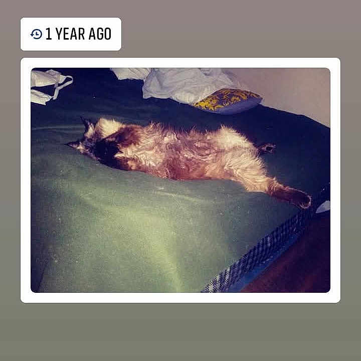 Hobbes is registered to the contest to win money with this photo: cat, bed, blanket, pillow, feline, sleeping, relaxed, indoor, fur, animal, comfort, rest, domestic, household, green, brown, cozy, napping, background, text_overlay