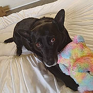 Moonshine joined the competition — help win amazing prizes! dog, black_dog, bed, white_bedspread, stuffed_toy, colorful_toy, plush_toy, pet, animal, indoor, floor, wooden_floor, ears, eyes, paw, lying_down, cozy, cute, companion, comfort