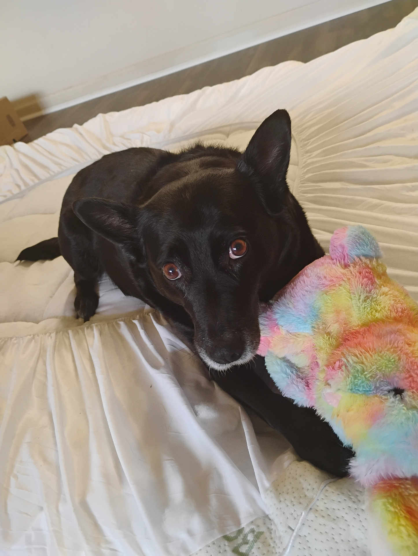 Moonshine joined the competition — help win amazing prizes! dog, black_dog, bed, white_bedspread, stuffed_toy, colorful_toy, plush_toy, pet, animal, indoor, floor, wooden_floor, ears, eyes, paw, lying_down, cozy, cute, companion, comfort