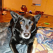 Moonshine is registered to the contest to win money with this photo: animal, black_dog, blanket, casual, cozy, dog, ears, eyes, face, floor, fur, home, household_items, indoor, living_room, lying_down, nose, pet, rest, wooden_floor