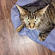 Buster joined the competition — help win amazing prizes! cat, tabby_cat, yellow_eyes, whiskers, fur, pet, animal, indoor, flooring, wood_floor, fabric, blue_cloth, curious, lying_down, paws, close_up, domestic_cat, mammal, feline, house_pet