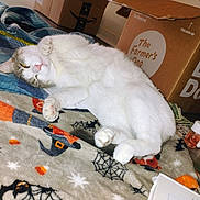Whiskey joined the competition — help win amazing prizes! blanket, cardboard_box, cat, fabric, feline, floor, gray, halloween, household_items, indoor, orange, paw, pet, pumpkin, relaxed, resting, sleepy, spiderweb, toy, white
