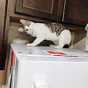 Whiskey is registered to the contest to win money with this photo: cat, white, gray, kitchen, appliance, cabinet, curious, pet, indoor, animal, feline, stretching, head_tilt, fur, whiskers, yellow_eyes, domestic, household, countertop, paper
