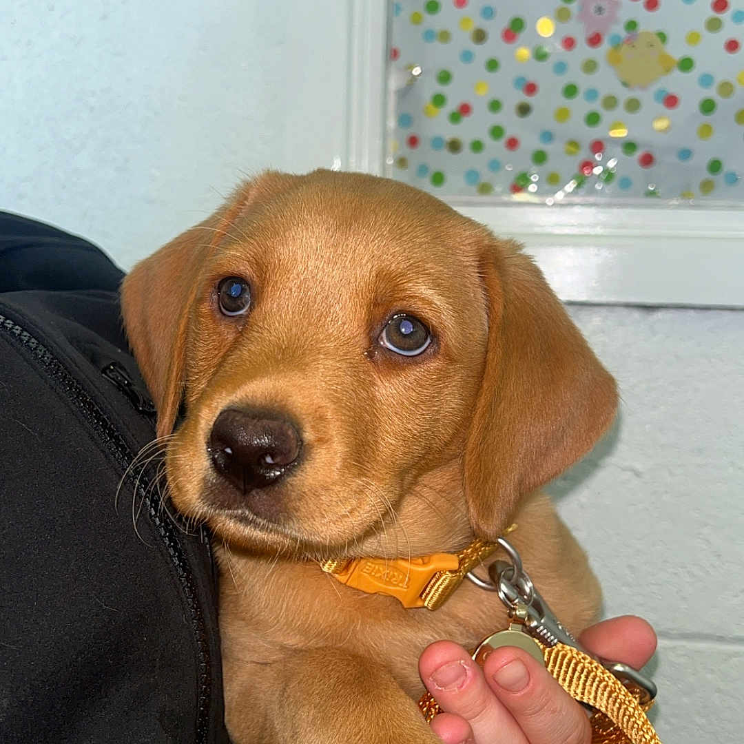 Darcie
