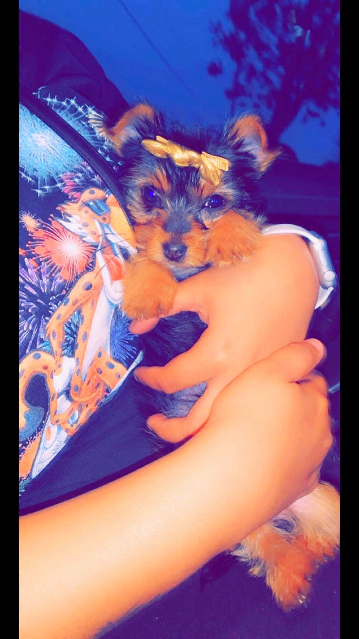 Zola joined the competition — help win amazing prizes! canidae, carnivore, fawn, fictional_character, photography, puppy, terrier, yorkshire_terrier