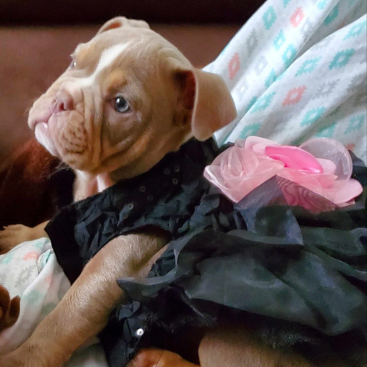 La Madrina joined the competition — help win amazing prizes! animal, black_dress, blanket, brown_fur, costume, cute, dog, domestic_animal, ears, indoor, patterned_blanket, paws, pet, pink_flower, puppy, resting, side_view, small_dog, wrinkles, young_dog