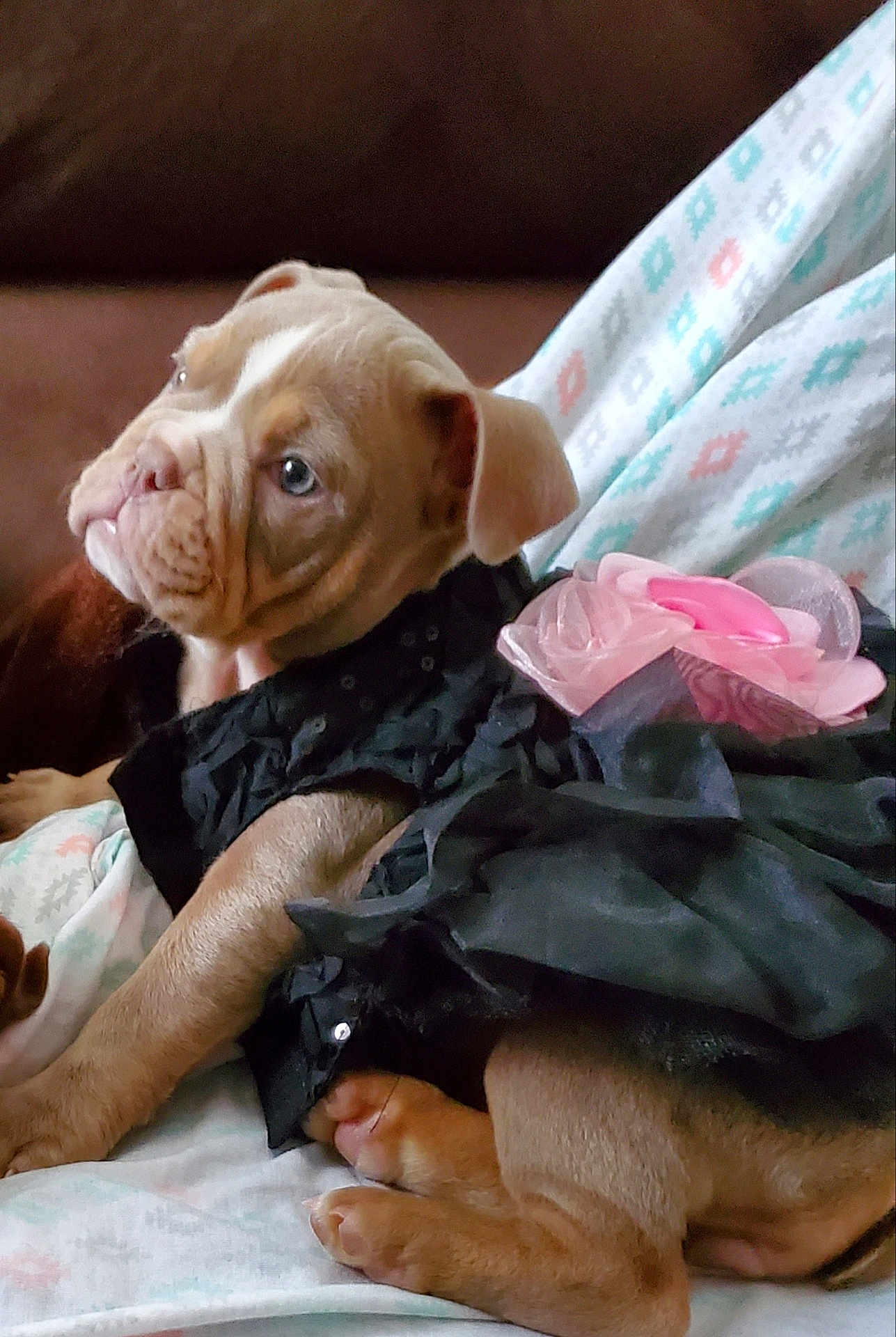 La Madrina joined the competition — help win amazing prizes! puppy, dog, pet, animal, cute, costume, black_dress, pink_flower, blanket, patterned_blanket, brown_fur, wrinkles, small_dog, indoor, resting, side_view, ears, paws, young_dog, domestic_animal