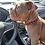 La Madrina is registered to the contest to win money with this photo: dog, bulldog, car_interior, steering_wheel, gear_shift, collar, paw, hand, sunlight, window, parked_car, dashboard, clothing, seat, person, pet, animal, companion, curious, brown