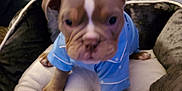 La Madrina is registered to the contest to win money with this photo: puppy, dog, blue_shirt, cushion, carpet, indoor, pet, animal, cozy, home, furniture, brown_dog, soft, cute, small_dog, canine, laying_down, sweater, background, floor