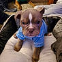 puppy, dog, blue_shirt, cushion, carpet, indoor, pet, animal, cozy, home, furniture, brown_dog, soft, cute, small_dog, canine, laying_down, sweater, background, floor
