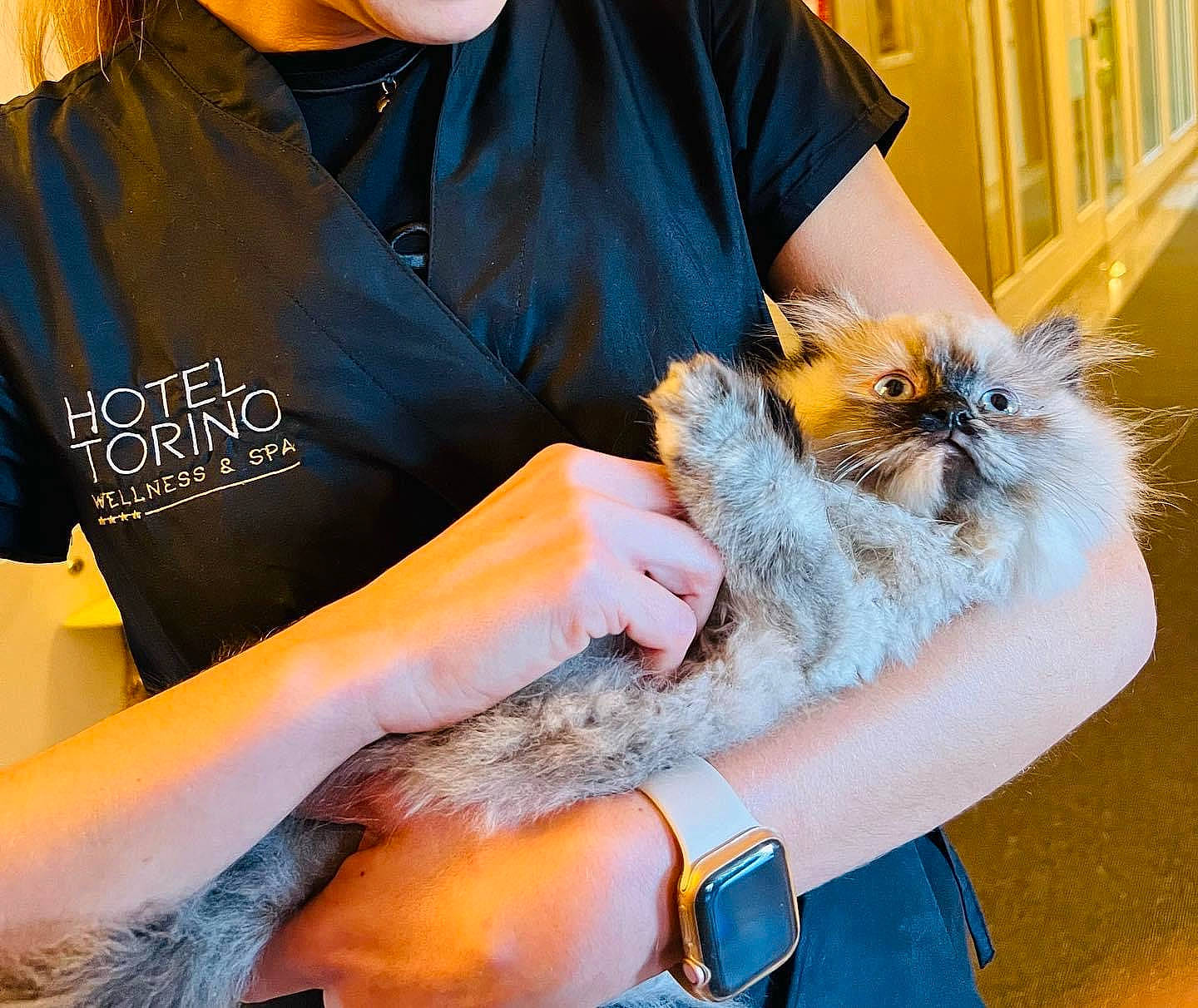 Trésore a rejoint le concours — aidez-le/la à gagner de superbes lots ! british_longhair, carnivore, cat, companion_dog, electric_blue, fashion_accessory, fashion_design, fawn, felidae, fur, gesture, nail, sleeve, small_to_medium_sized_cats, t_shirt, whiskers, wrist