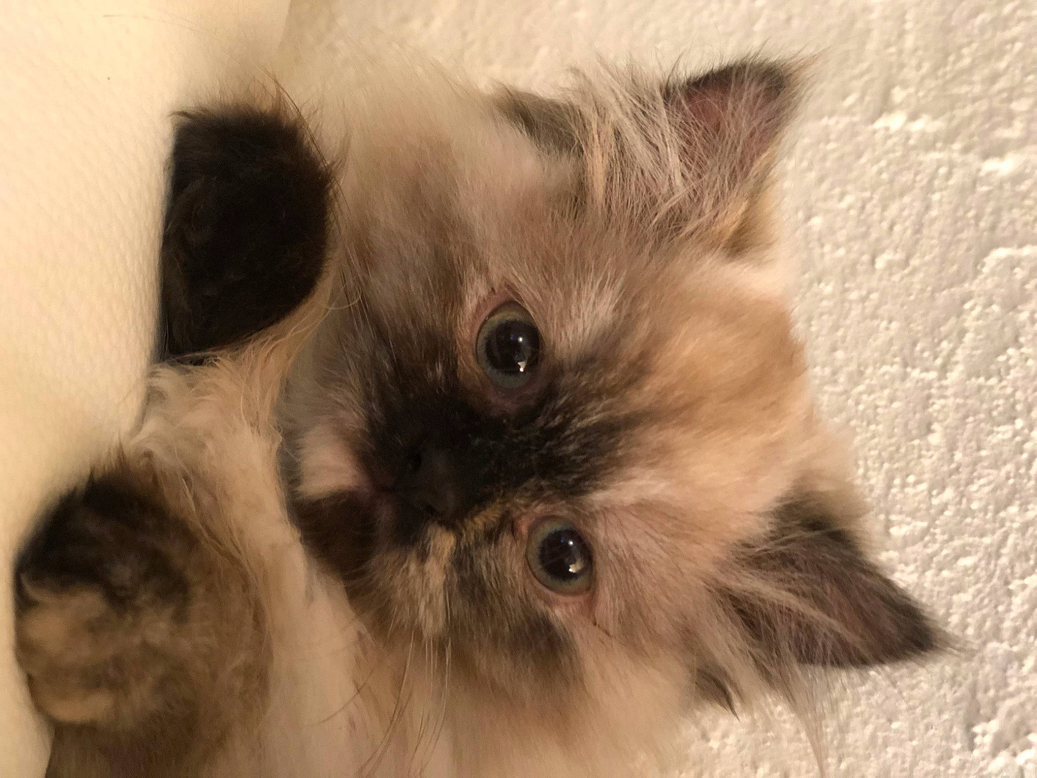 Trésore a rejoint le concours — aidez-le/la à gagner de superbes lots ! carnivore, cat, companion_dog, eye, fawn, felidae, fur, liver, small_to_medium_sized_cats, snout, terrestrial_animal, whiskers, wildlife, working_animal