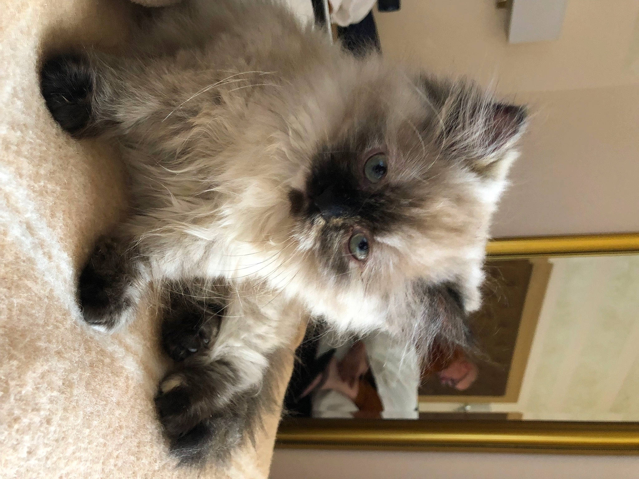 Trésore a rejoint le concours — aidez-le/la à gagner de superbes lots ! british_longhair, carnivore, cat, claw, companion_dog, dog_breed, fawn, felidae, fur, liver, paw, puppy, ragdoll, small_to_medium_sized_cats, sporting_group, tail, terrestrial_animal, toy_dog, whiskers, working_animal