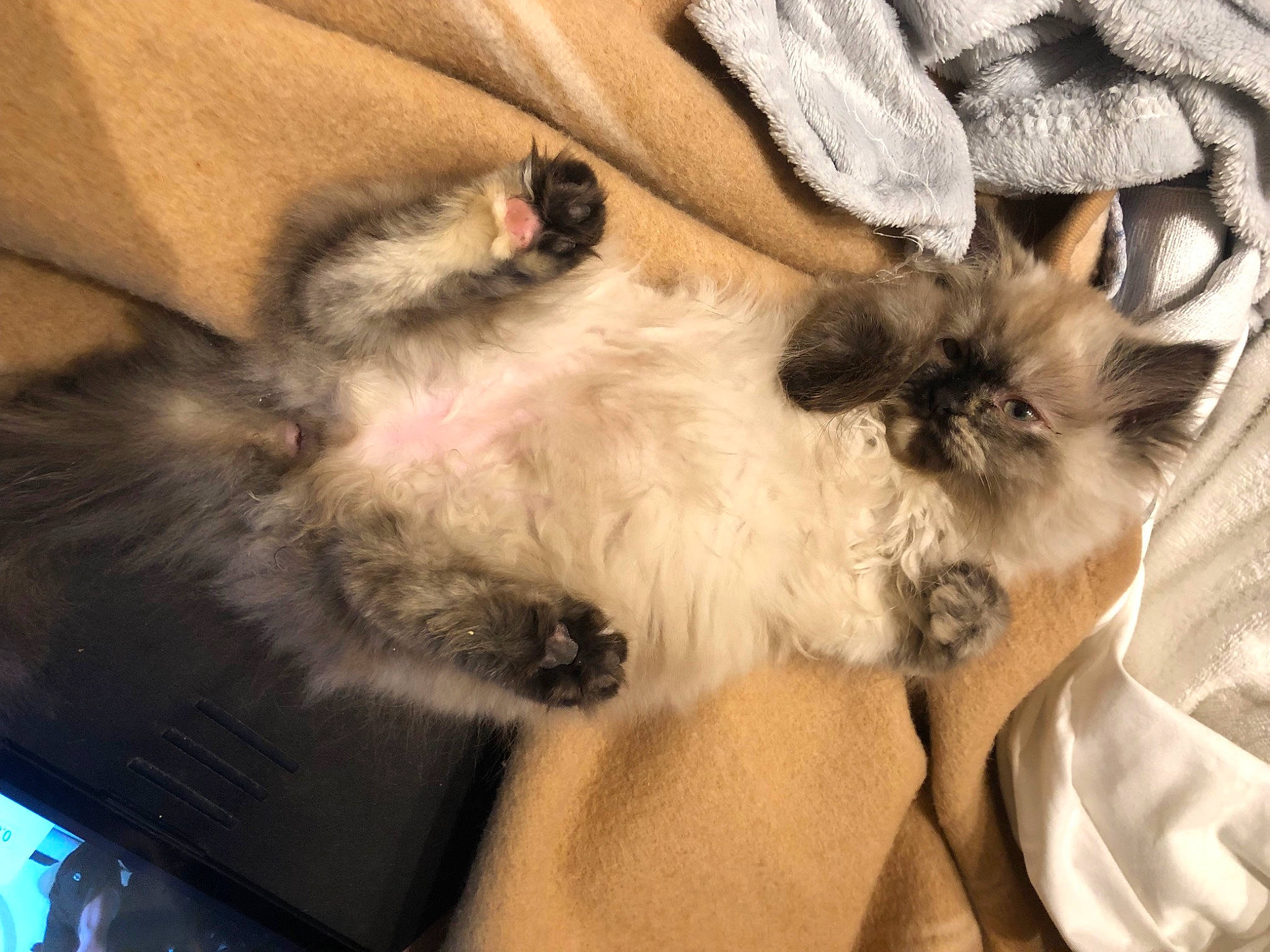 Trésore a rejoint le concours — aidez-le/la à gagner de superbes lots ! bag, birman, canidae, carnivore, cat, claw, comfort, companion_dog, dog_breed, fawn, felidae, fur, luggage_and_bags, pattern, paw, siamese, small_to_medium_sized_cats, tail, whiskers