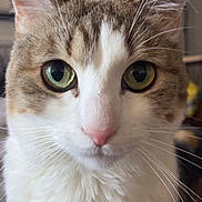 Simba a rejoint le concours — aidez-le/la à gagner de superbes lots ! cat, close_up, portrait, green_eyes, pink_nose, whiskers, tabby, white_fur, fluffy, indoor, pet, animal, feline, curious, looking_at_camera, soft_light, focus, ears, face, domestic_cat