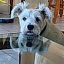 animal, closeup, collar, companion, curious, cute, dog, domestic, ears, face, furry, glass_table, home, indoor, looking, pet, reflection, tile_floor, white_dog, wooden_chair
