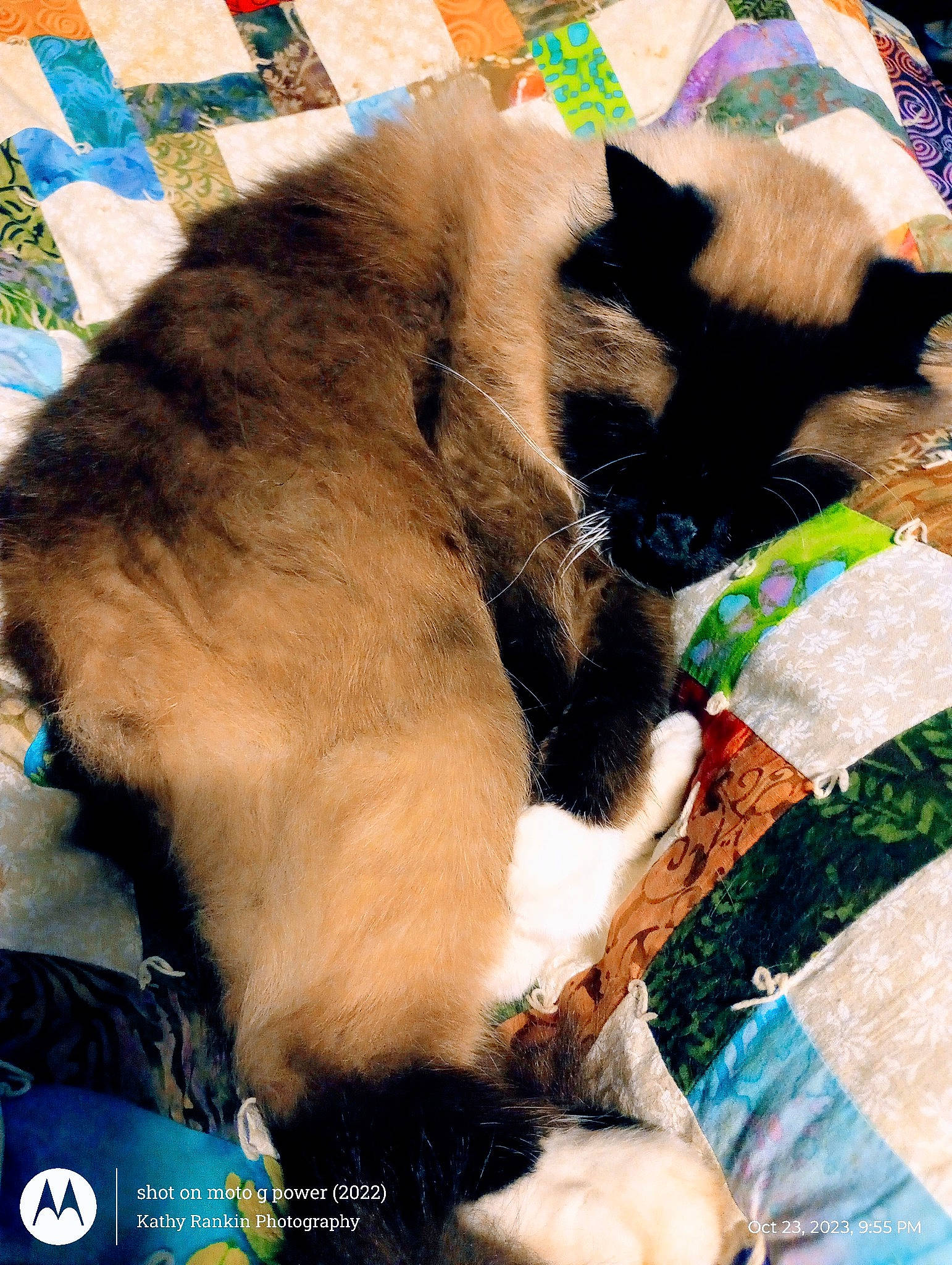 Gordon is registered to the contest to win money with this photo: balinese, carnivore, cat, collar, comfort, companion_dog, dog_breed, domestic_short_haired_cat, fawn, felidae, fur, mammal, paw, siamese, small_to_medium_sized_cats, snout, tail, thai, vertebrate, whiskers