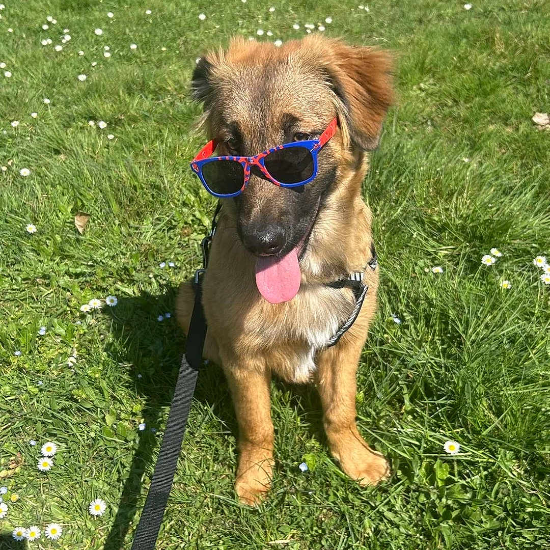 Aïko a rejoint le concours — aidez-le/la à gagner de superbes lots ! accessories, animal, canine, dog, face, glasses, grass, head, herbal, herbs, person, pet, photography, plant, portrait, puppy, strap, summer, sunglasses, vegetation