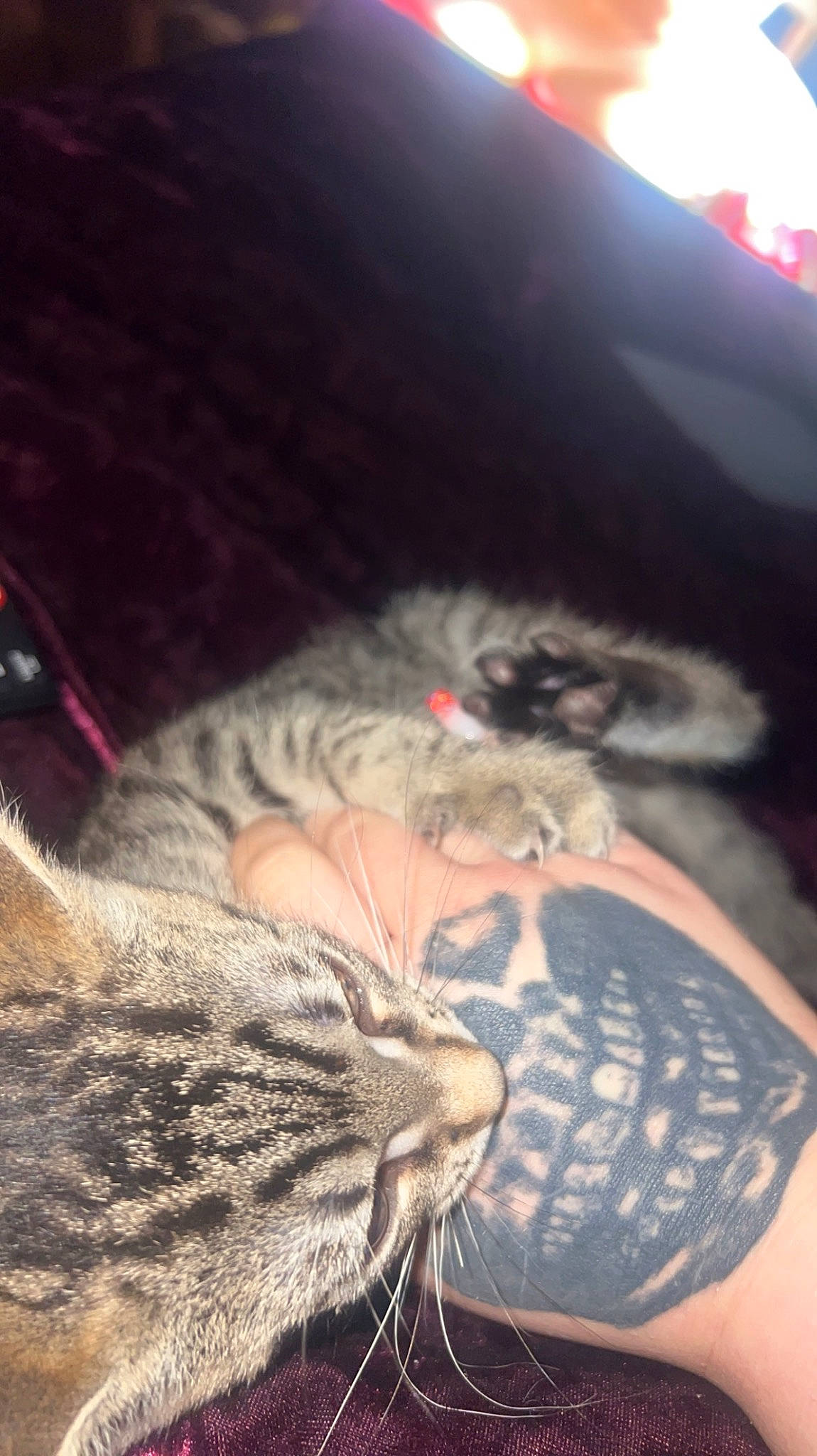 Lil Cheddar is registered to the contest to win money with this photo: carnivore, cat, claw, comfort, darkness, domestic_short_haired_cat, ear, event, felidae, flesh, fur, grey, nap, paw, small_to_medium_sized_cats, snout, tail, terrestrial_animal, whiskers, wildlife