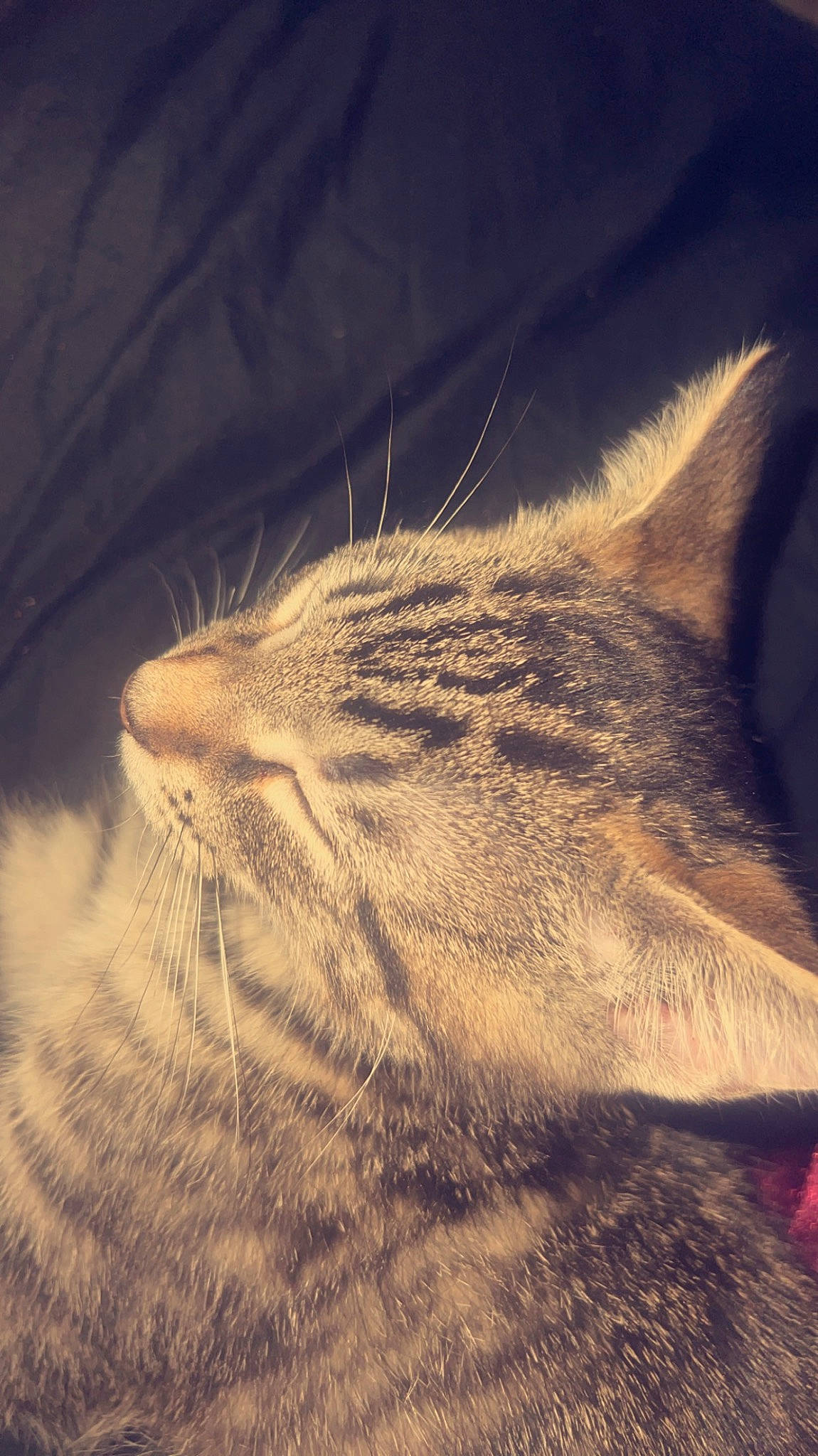 Lil Cheddar joined the competition — help win amazing prizes! carnivore, cat, cloud, darkness, domestic_short_haired_cat, felidae, fur, landscape, macro_photography, metal, paw, sky, small_to_medium_sized_cats, snout, tail, terrestrial_animal, whiskers, wildlife, wind_wave, wood