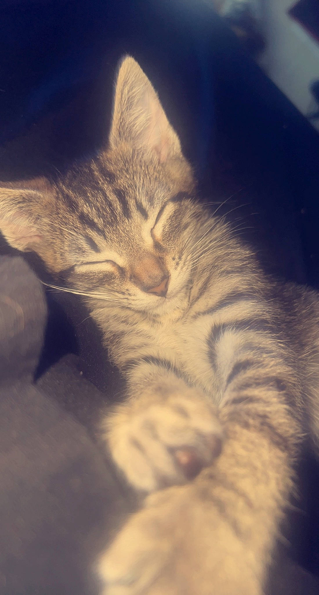 Lil Cheddar joined the competition — help win amazing prizes! bed, carnivore, cat, cloud, comfort, cumulus, darkness, domestic_short_haired_cat, felidae, fur, head, meteorological_phenomenon, mountain, nap, paw, sky, small_to_medium_sized_cats, snout, tail, whiskers