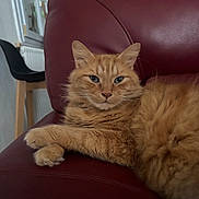 Garfield a rejoint le concours — aidez-le/la à gagner de superbes lots ! cat, ginger_cat, feline, pet, indoor, leather_chair, maroon, furniture, relaxed, animal, whiskers, ears, eyes, fur, paws, home, window, chair, resting, portrait