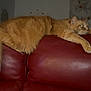 Garfield participe au concours pour gagner de l'argent avec cette photo : cat, orange_cat, feline, pet, animal, indoor, couch, leather, red_couch, relaxed, lying_down, tail, fur, whiskers, ears, paws, home, furniture, domestic_animal, resting