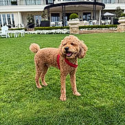 Einstein is registered to the contest to win money with this photo: dog, curly_hair, red_harness, grass, lawn, mansion, building, outdoor, daylight, happy, pet, canine, smiling, greenery, flower_beds, chairs, table, architecture, garden, playful
