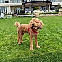 dog, curly_hair, red_harness, grass, lawn, mansion, building, outdoor, daylight, happy, pet, canine, smiling, greenery, flower_beds, chairs, table, architecture, garden, playful