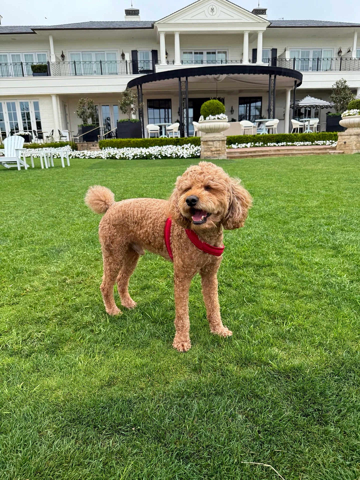 Einstein is registered to the contest to win money with this photo: dog, curly_hair, red_harness, grass, lawn, mansion, building, outdoor, daylight, happy, pet, canine, smiling, greenery, flower_beds, chairs, table, architecture, garden, playful