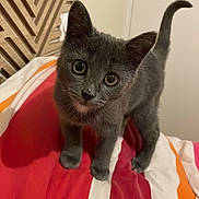 Luffy participe au concours pour gagner de l'argent avec cette photo : kitten, gray_cat, pet, bed, striped_bedspread, indoor, feline, curious, young_animal, whiskers, tail_up, cute, small, fur, animal, domestic_cat, playful, looking_at_camera, bedroom, cozy