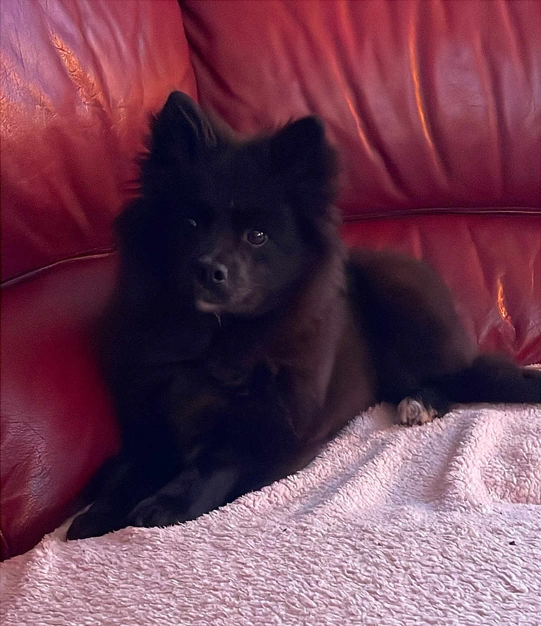 Caline participe au concours pour gagner de l'argent avec cette photo : dog, black_dog, fluffy, pet, couch, leather, red_couch, blanket, indoor, relaxed, animal, fur, companion, cute, home, resting, paw, face, ears, looking