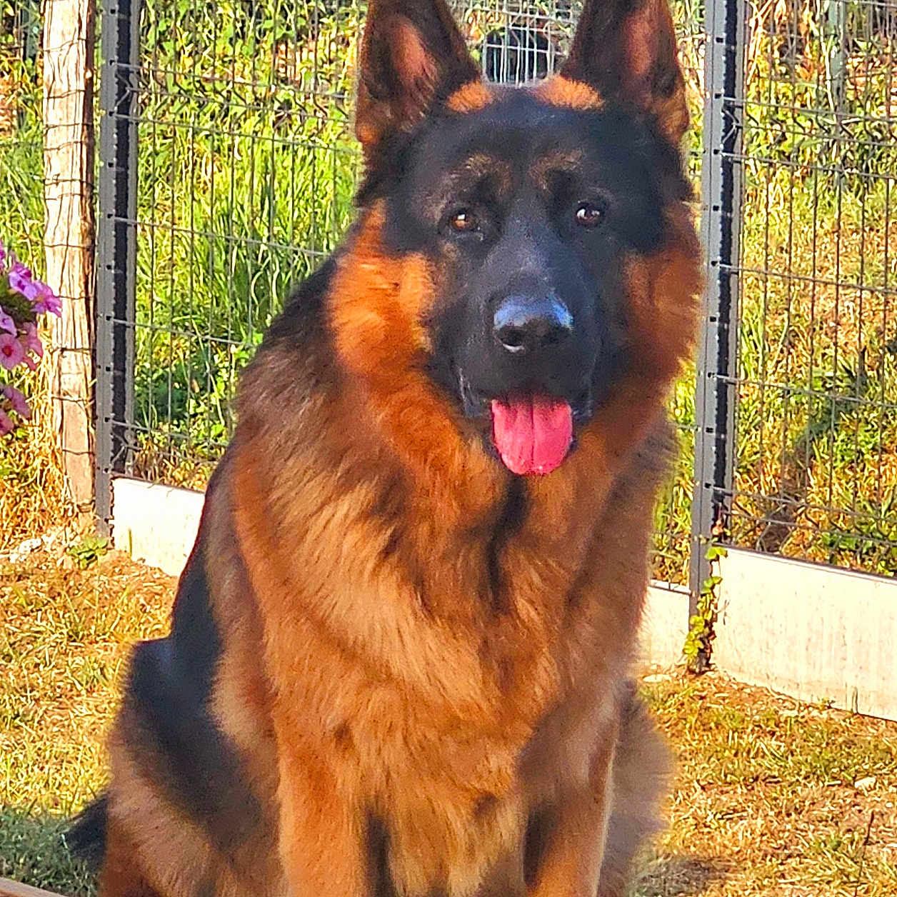 Salko a rejoint le concours — aidez-le/la à gagner de superbes lots ! animal, backyard, canine, dog, fence, germanshepherd, grass, nature, outdoors, pet, plant, policedog, puppy, yard