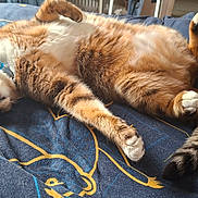 Sox is registered to the contest to win money with this photo: blanket, blue_blanket, cat, collar, cozy, cute, domestic_cat, fur, indoor, lying_down, orange_cat, patterned_blanket, paws, pet, relaxed, resting, sleeping, tail, whiskers, white_fur