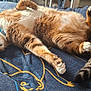 blanket, blue_blanket, cat, collar, cozy, cute, domestic_cat, fur, indoor, lying_down, orange_cat, patterned_blanket, paws, pet, relaxed, resting, sleeping, tail, whiskers, white_fur