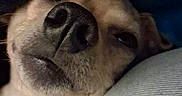 Izzy Lynn is registered to the contest to win money with this photo: animal, canine, close_up, comfort, cozy, cushion, dark_background, dog, face, fur, indoor, lying_down, muzzle, nose, pet, portrait, relaxed, resting, sleepy, texture