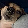 dog, close_up, nose, sleepy, resting, cushion, texture, fur, pet, animal, indoor, relaxed, face, muzzle, canine, portrait, comfort, cozy, lying_down, dark_background