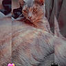 Zara Mae is registered to the contest to win money with this photo: animal, cat, closeup, cozy, cute, digital_frame, ears, feline, fluffy, fur, heart_emojis, indoor, orange_eyes, pet, portrait, relaxed, resting, sleepy, soft_texture, whiskers